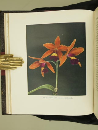 Orchids for Everyone