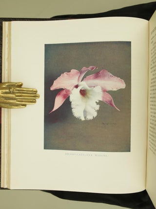 Orchids for Everyone
