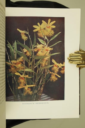 Orchids for Everyone