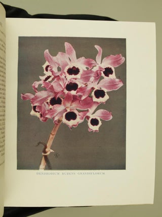 Orchids for Everyone