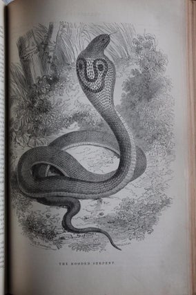 Johnson's Natural History, Comprehensive, Scientific, and Popular, Illustrating and Describing the Animal Kingdom